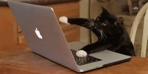 Share the best gifs now >>> Los mejores gifs y memes para celebrar el Día Internacional del Gato