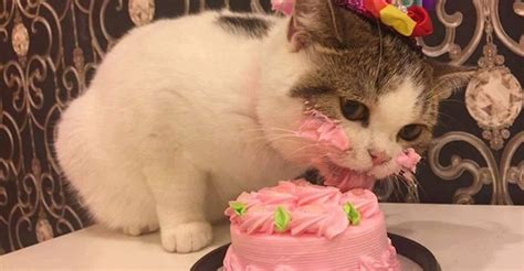 Menu items and prices are subject to change without prior notice. Este hermoso gato que come su pastel de cumpleaños te ...