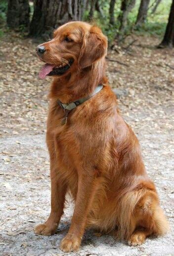 Dark red akc registered golden retriever puppies born february 11! Red Golden Retriever Puppies For Sale Near Me