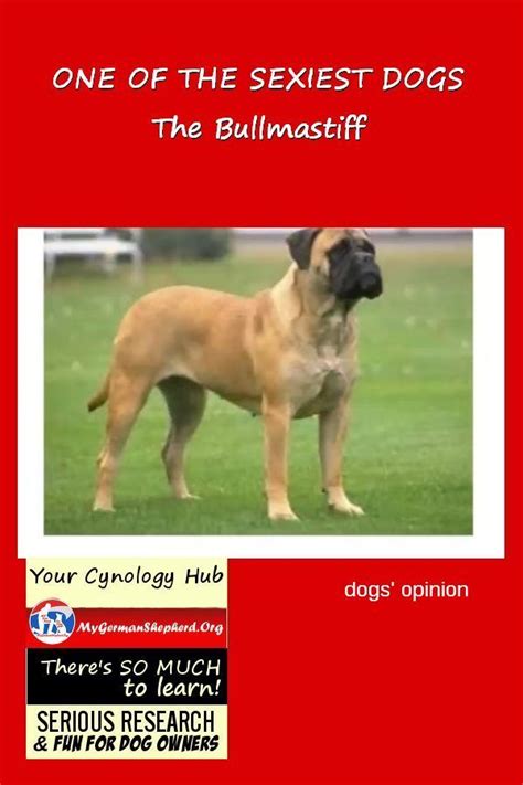 Maybe you would like to learn more about one of these? DOG & OWNER interest at heart: The Cynology Hub | Dogs ...