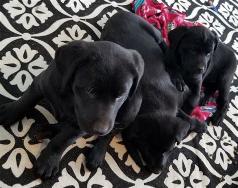 We are near the new mexico border, and only four hours south of denver! Labrador Retriever Puppies For Sale | Denver, CO #295495