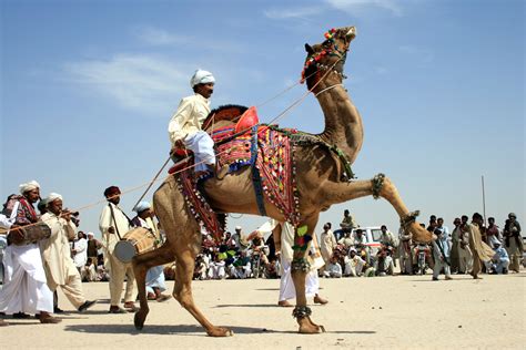 Here for you word whizzle camel level 351 answers. Camel Dance | Cholistan Desert Jeep Rally 2009 | Iqbal ...