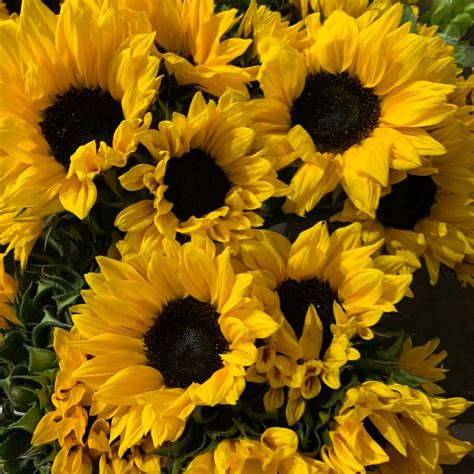 Wholesale flowers miami, miami wholesale florist, warehouse flowers miami, buy bulk flowers, buy flowers in bulk, flower market. Mini Sunflowers | Florabundance Wholesale Flowers