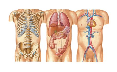 The lymphoid organs assist the lymphatic system. alien franchise - Where does a Chestburster gestate ...