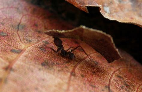 Veja o significado dos seus sonhos com a espaco mistico Formiga Saúva. | Juliane Colombo | Flickr