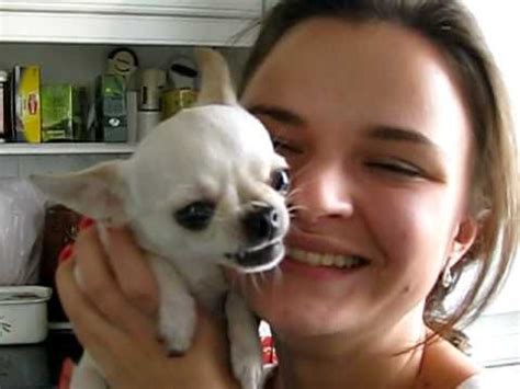 Maybe you would like to learn more about one of these? Angry chihuahua says quit kissing me. | Смешная чихуахуа ...