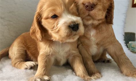 Ukpets found the following clumber spaniel for sale in the uk. Cocker Spaniel Puppies For Sale Near Me