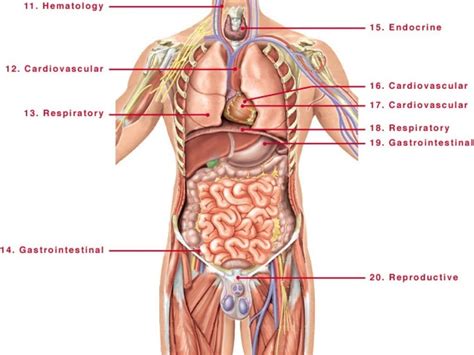 Welcome to innerbody.com, a free educational resource for learning about human anatomy and physiology. Male Human Anatomy Diagram | Human body anatomy, Human ...