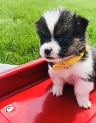 The pembroke welsh corgi puppies are merry and expressive but also intelligent and active. Pembroke Welsh Corgi Puppy for Sale - Adoption, Rescue for Sale in Arthur, Illinois Classified ...