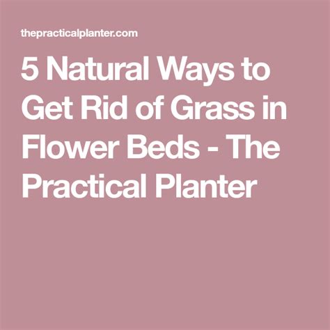 How do i get rid of grass in my flower beds naturally? 5 Natural Ways to Get Rid of Grass in Flower Beds - The Practical Planter in 2020 | Flower beds ...