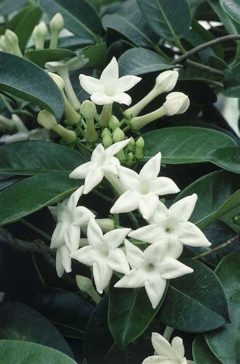 Get jasmine flowers at best price from jasmine flowers sellers & suppliers in india. 5 Madigascar Jasmine Seeds Rare Tree Tropical Fragrant ...
