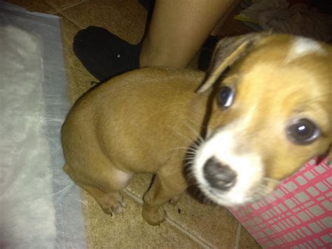 Some cases of hip dysplasia are so mild there are no symptoms, but if your dog seems stiff or sore in. My puppy is drinking puppy milk and I think she drank too ...