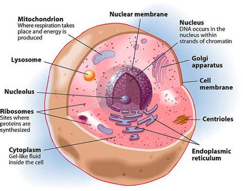We at byju's classes strongly believe that a spirit of learning and understanding can only be inculcated when the student is curious, and that curiosity can be brought about by creative and effective teaching. Define Animal Cell Class 8 : Basics of Cell Biology: Learn ...