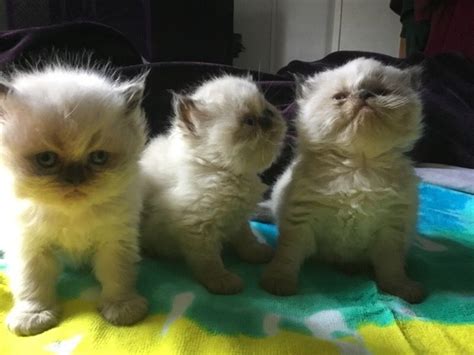 The most common himalayan cats material is ceramic. Himalayan Cats For Sale | Norwalk, OH #254572 | Petzlover