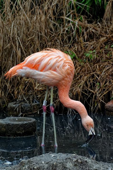 Olaria atlético clube, usually abbreviated to olaria, is a brazilian football team based in the city of rio de janeiro, in the neighbourhood of olaria.the team compete in campeonato carioca série b1, the second tier of the rio de janeiro state football league. Flamingo Foto & Bild | tiere, zoo, wildpark & falknerei ...