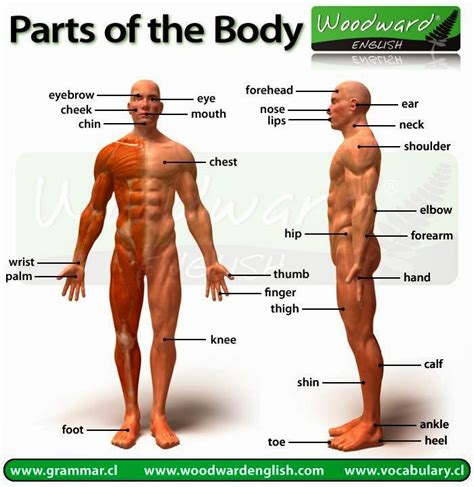 The torso or trunk is an anatomical term for the central part, or core, of many animal bodies (including humans) from which extend the neck and limbs. Click on: HEAD, TOES, LEGS & NOSE... (BODY PARTS)