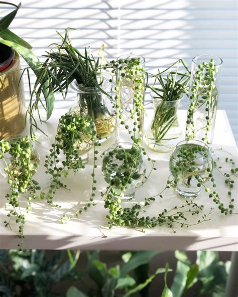 Plant, turtles, string, of, sphagnum, moss, baggie, water. Water propagating Senecio rowleyanus (String of Pearls) # ...