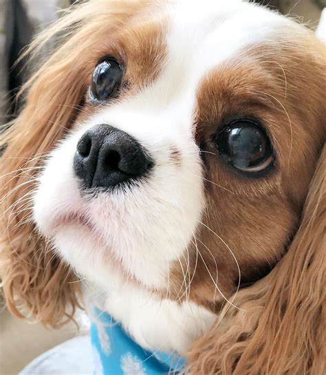 Rob zombie shared on instagram: Pin by Tina Phillips on Cavalier King Charles Spaniels in ...