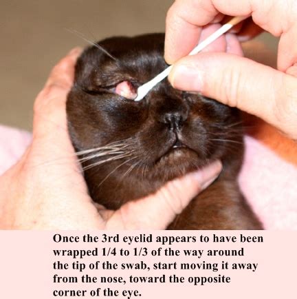 Your cats can also develop an eye infection. Cherry-eye