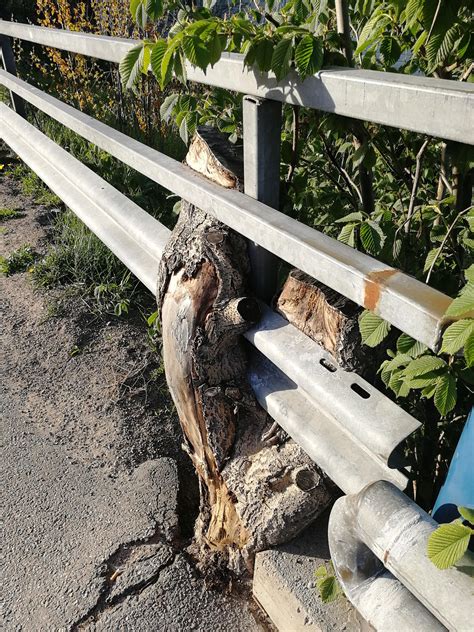 Hide tree stumps by surrounding them with a new planting area. This tree stump looks like it's trying to eat the metal ...