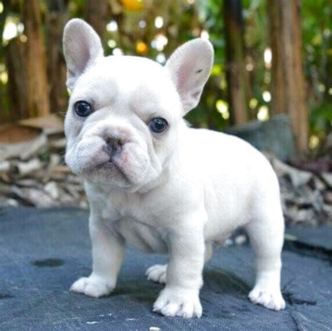 Baby gin english bulldog getting a tummy scrath. Baby French Bulldogs for sale | Only 4 left at -60%