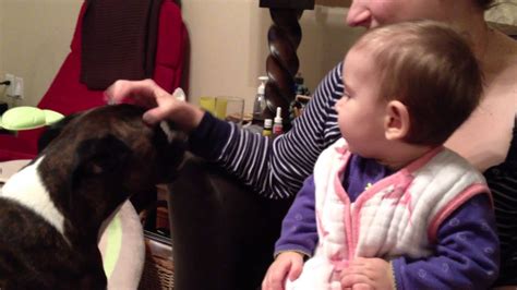 Little puppy sits in a. 8 Month Old Baby Laughing At Boxer Dog - YouTube