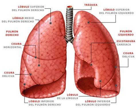 Sin embargo, como afirma la dra. FIBROSIS PULMONAR, GRUPO DE AYUDA: LA TOMOGRAFIA Y LA FIBROSIS PULMONAR