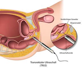 In den weiblichen geschlechtsorganen laufen eine vielzahl von prozessen unter hormonellem einfluss ab. Bilder und Videos suchen: geschlechtsorgan