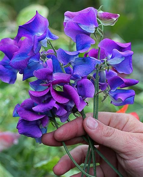 Bunga matahari sangat cantik, kembang di waktu pagi, daunnya hijau bunganya kuning, memikat bunga matahari yang cantik. 10 Jenis Bunga Warna Biru Ini Bisa Jadi Primadona di Taman ...