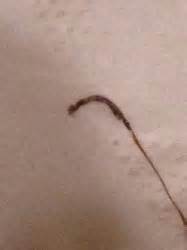 This pest most likely got into your home or toilet through an insect, such as a cricket or cockroach who ingested a string of eggs in a nearby pond. Long Worm in Shower is Likely Horsehair Worm - All About Worms