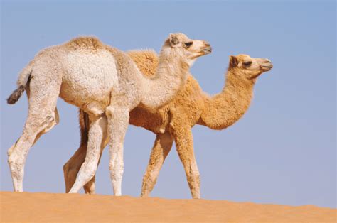 Based on limited research and observations of the animal in the wild, it appears that a stallion reaches sexual maturity at 5 to 6 years of age, a mare, at 3 to 4 years. Dromedary Camel on emaze