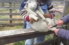 wool tail sheep peta male castrated off lamb cut why young farm responsible there without fisher eileen tell such thing