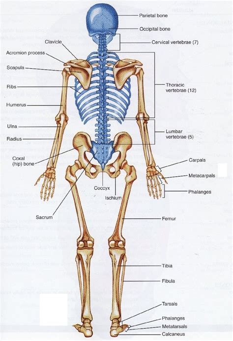 A bone is a rigid tissue that constitutes part of the vertebrate skeleton in animals. Human Skeleton Back : Human skeleton back | Human bones ...