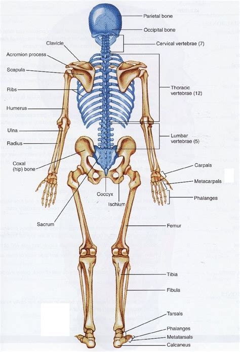 This framework consists of many individual bones and cartilages. Human Skeleton Back : Human skeleton back | Human bones ...