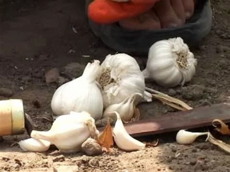 Some of my garlic cloves that i did not harvest have begun to sprout in the garden and are already 4 inches high. How to Grow Garlic | Growing garlic, Garlic, Growing