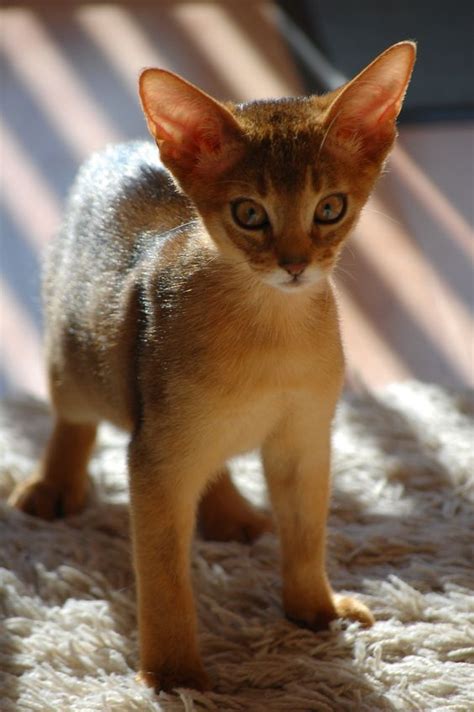 Look at pictures of siberian kittens in michigan who need a home. Abyssinian | Abyssinian cats, Abyssinian kittens