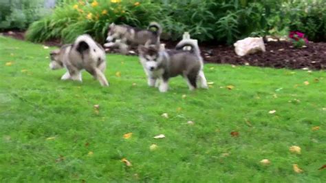 Our dogs are very happy healthy, dogs that love their people. Alaskan Malamute Puppies For Sale - YouTube