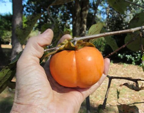 After this, the rest of the fruit will usually stay on the tree and mature. Ichi-Ki-Kei-Jiro Persimmon Tree — Just Fruits and Exotics