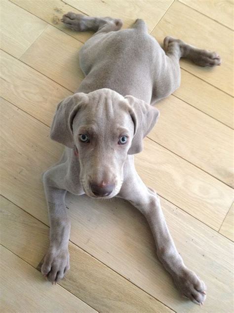 Maybe you would like to learn more about one of these? sabonhomeblog in 2020 | Weimaraner puppies, Puppies, Dog love