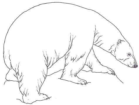 And here are some polar bear coloring pages: Realistic Bear Coloring Pages at GetColorings.com | Free ...