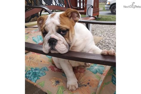 * find one near you * find a mcdonald's near you. Chance: English Bulldog puppy for sale near Springfield ...