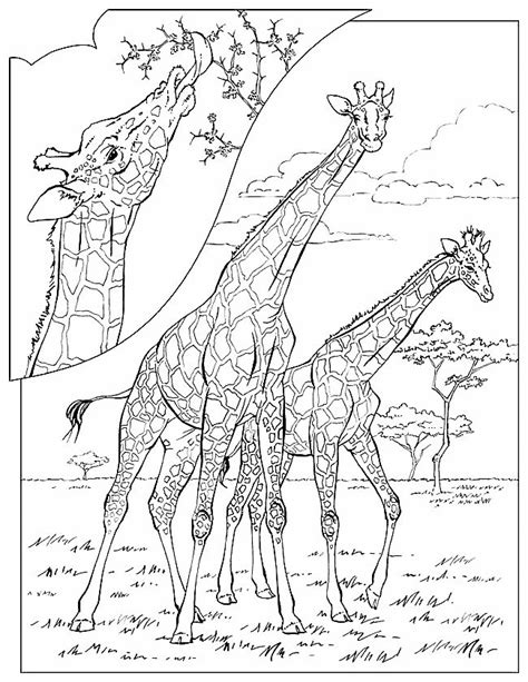 Coloring pages for kids giraffes coloring pages. Kids-n-fun.com | 45 coloring pages of Giraffe