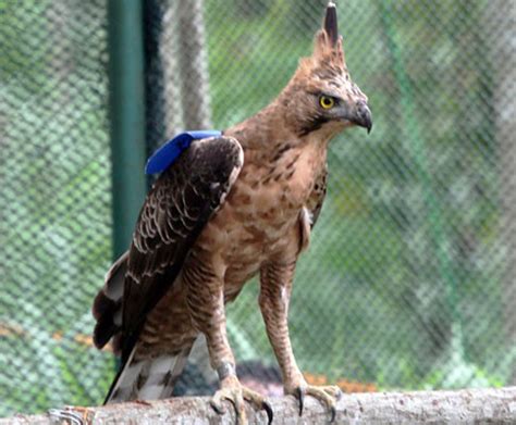 Dengan kelima sila yang tersimpan dalam dada yang menyerupai perisai, garuda nyatanya memiliki berbagai. 21++ Gambar Burung Garuda Asli - Cari Gambar Keren HD