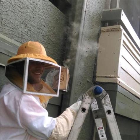 These were very gentle bees. Bee Removal in Orlando FL | Animal Wildlife Trappers