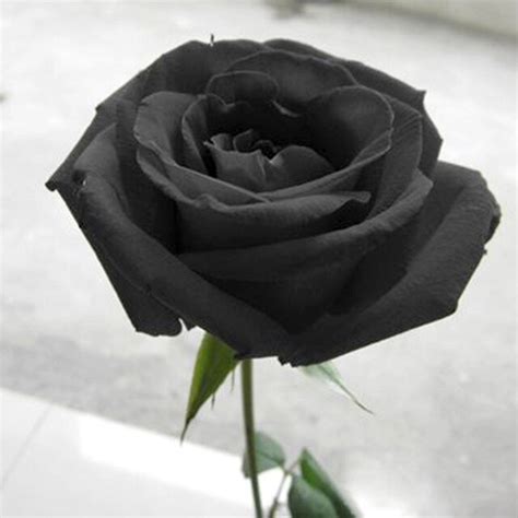 Ale przyda się w celach informacyjnych, że taka róża istnieje, masz też tam coś. Darmowa Wysyłka, 200 Czarna Róża Nasiona Długo Macierzystych, rzadko kolor, DIY Home Ogród ...