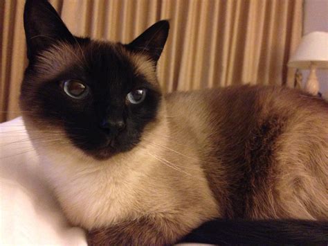 Siamese, oritental sh and javanese for example are predisposed to lymphoma. File:Siamcat.jpg - Wikimedia Commons