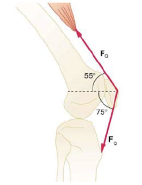 Having established that the muscle tendon unit has two separate components that contribute to force tendons may also be stiffer or more compliant and, as such, are best suited to different types of and because the leg is relatively light, the hip flexor does not need the high force recoil a stiffer. Solved: The Upper Leg Muscle (quadriceps) Exerts A Force O ...