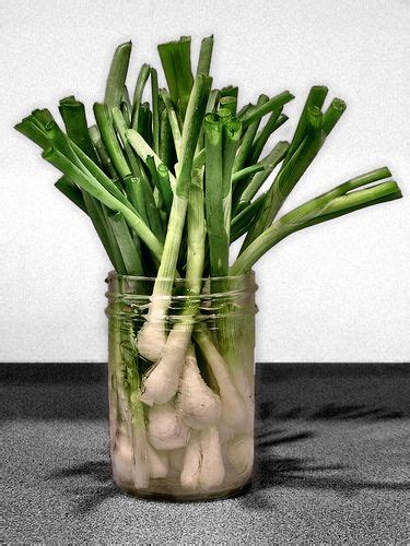 Chock it up to fewer trips to the grocery or a desire to nurture or just plain boredom, but it you could also use a jar for this. Pin on In my kitchen.