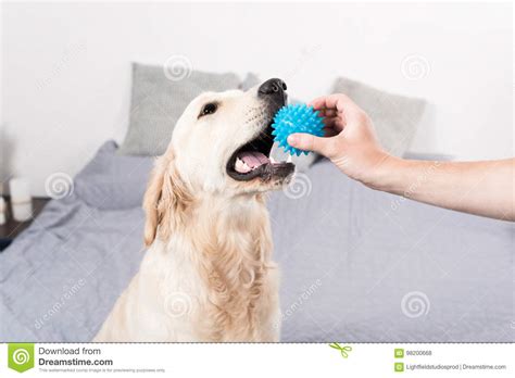The woman whose dog barks all the time lives together with her daughter. Person Giving Blue Ball To Golden Retriever Dog Stock ...