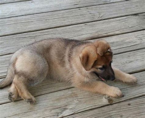 Puppy is sold to the bearing family. AKC German Shepherd Puppies for Sale in Dayton, Ohio ...